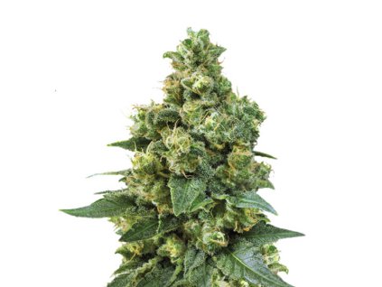 Wholesale Narcos Cali Critical Power Feminized 3 seeds pack