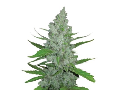 Wholesale Narcos Grieselda White Widow Feminized 3 seeds pack
