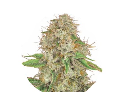 Wholesale Narcos Medellin Munt Feminized 3 seeds pack 1