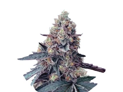 Wholesale Narcos La Chica Feminized 3 seeds pack