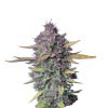 Wholesale Narcos Sueno Purple Punch Automatic 3 seeds pack