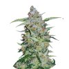 Wholesale Narcos Popeyes Cookies Feminized 3 seeds pack