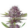 Wholesale Narcos Sabroso Cherry Feminized 3 seeds pack