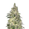 Wholesale Narcos Kingping Kush Feminized 3 seeds pack 1