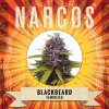 Wholesale Narcos Blackbeard Feminized 3 seeds pack