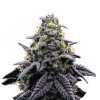 Wholesale Narcos Ak Automatico Automatic 3 seeds pack