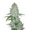 Wholesale Narcos Miami Sunset OG Feminized 3 seeds pack