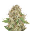 Wholesale Narcos Medellin Munt Feminized 3 seeds pack 1