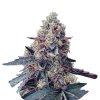 Wholesale Narcos La Chica Feminized 3 seeds pack