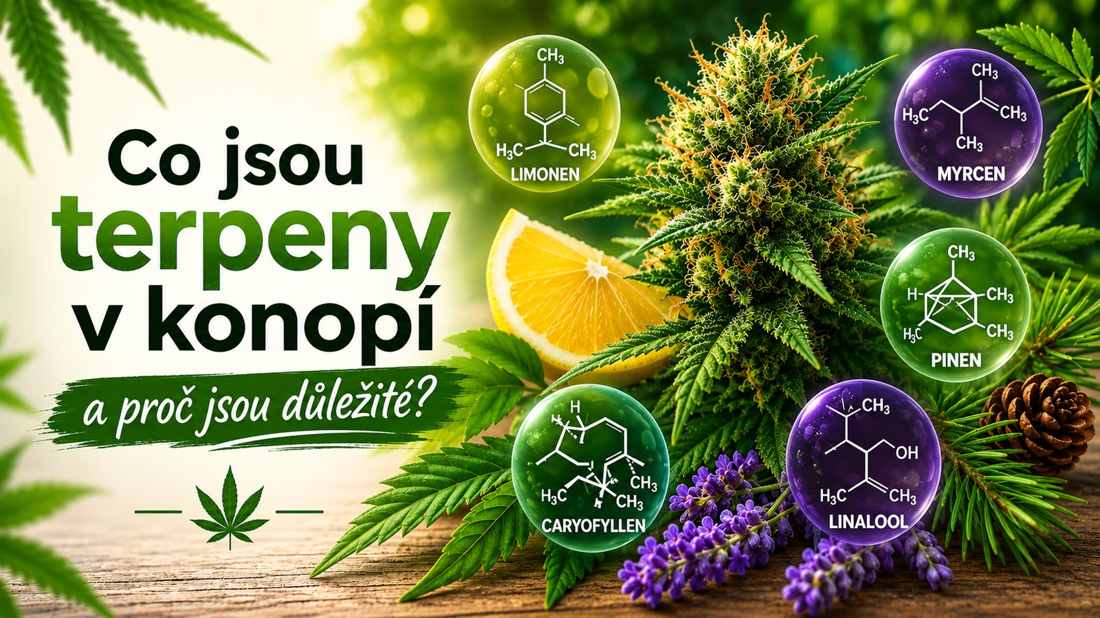 Co jsou terpeny v konopí a proč jsou důležité?