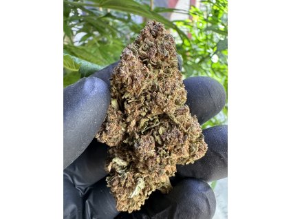 Blueberry Muffin