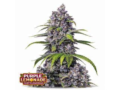 Purple Lemonade FF