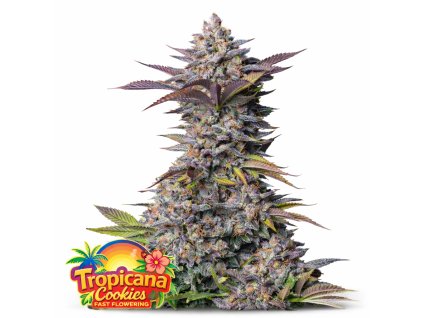 Tropicana Cookies FF