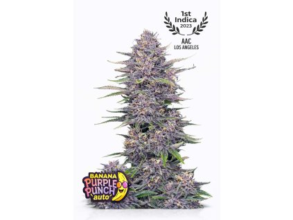 Banana Purple Punch Auto