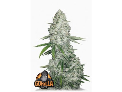 Gorilla Auto