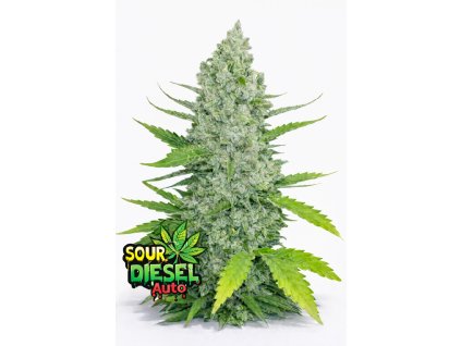 Sour Diesel Original Auto