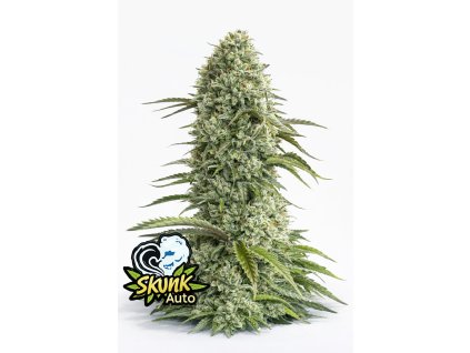 Skunk Original Auto