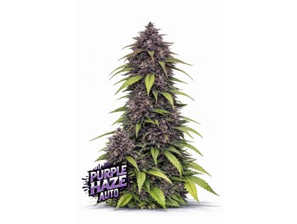 Purple Haze Auto