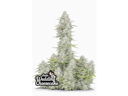 Wedding Cheesecake Auto