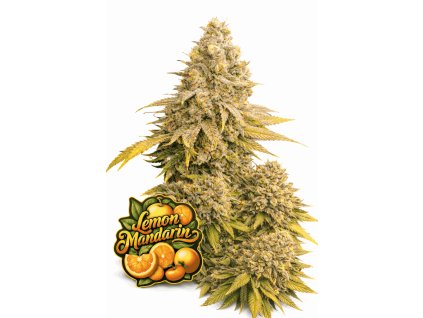 Lemon Mandarin FEM v2 11zon