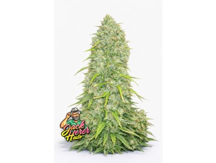 Jack Herer Original Auto