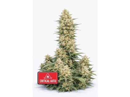 Critical Original Auto