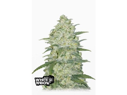 White Widow Auto