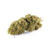 shugar cream cc11 mravenec