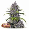 Purple Lemonade FF