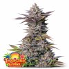 Tropicana Cookies Fast Flower