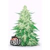 CBD 1 1 Auto (CBD Crack)
