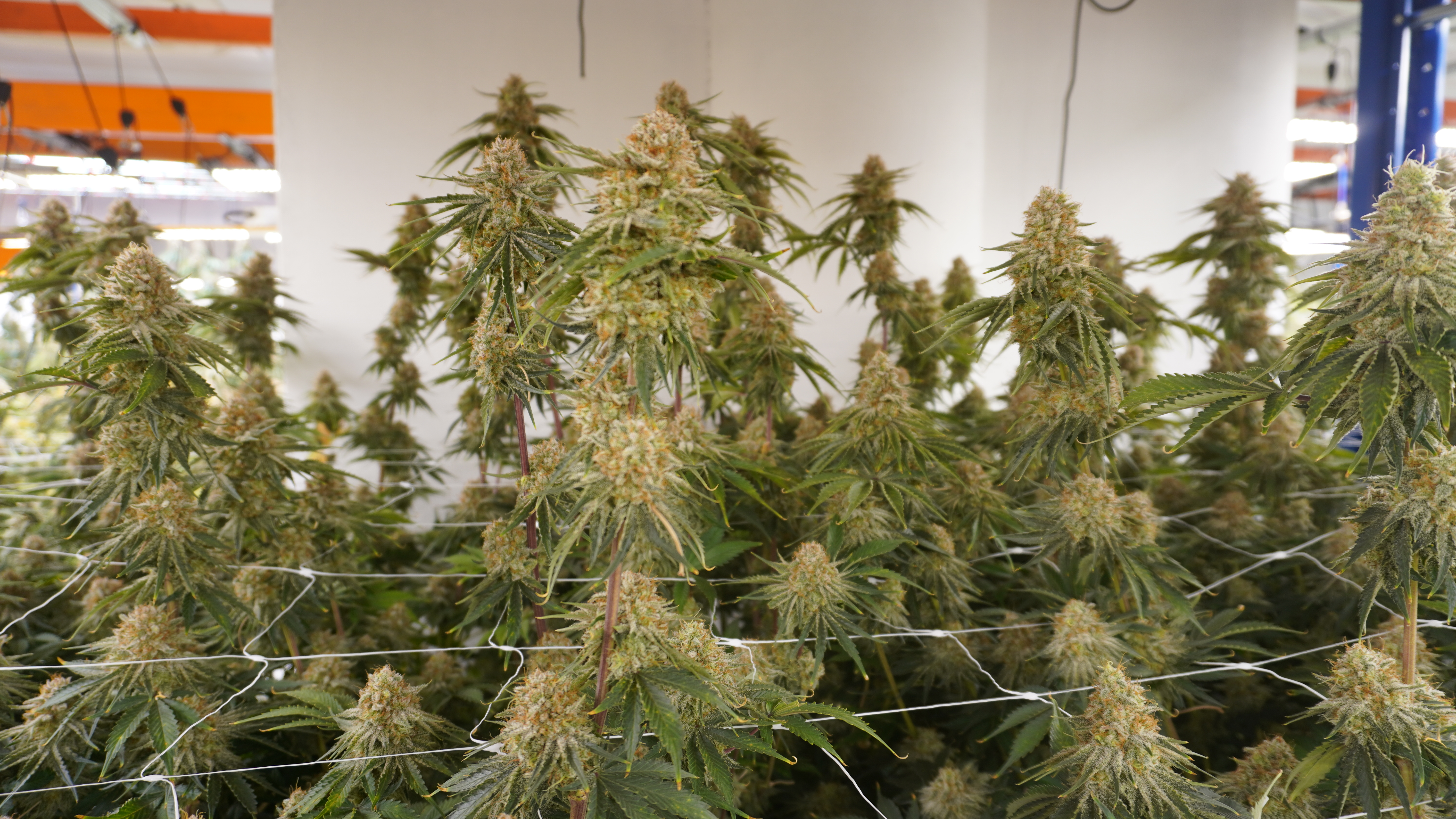 CBD květy Cannatonic v Cannpurna indoor pěstírně