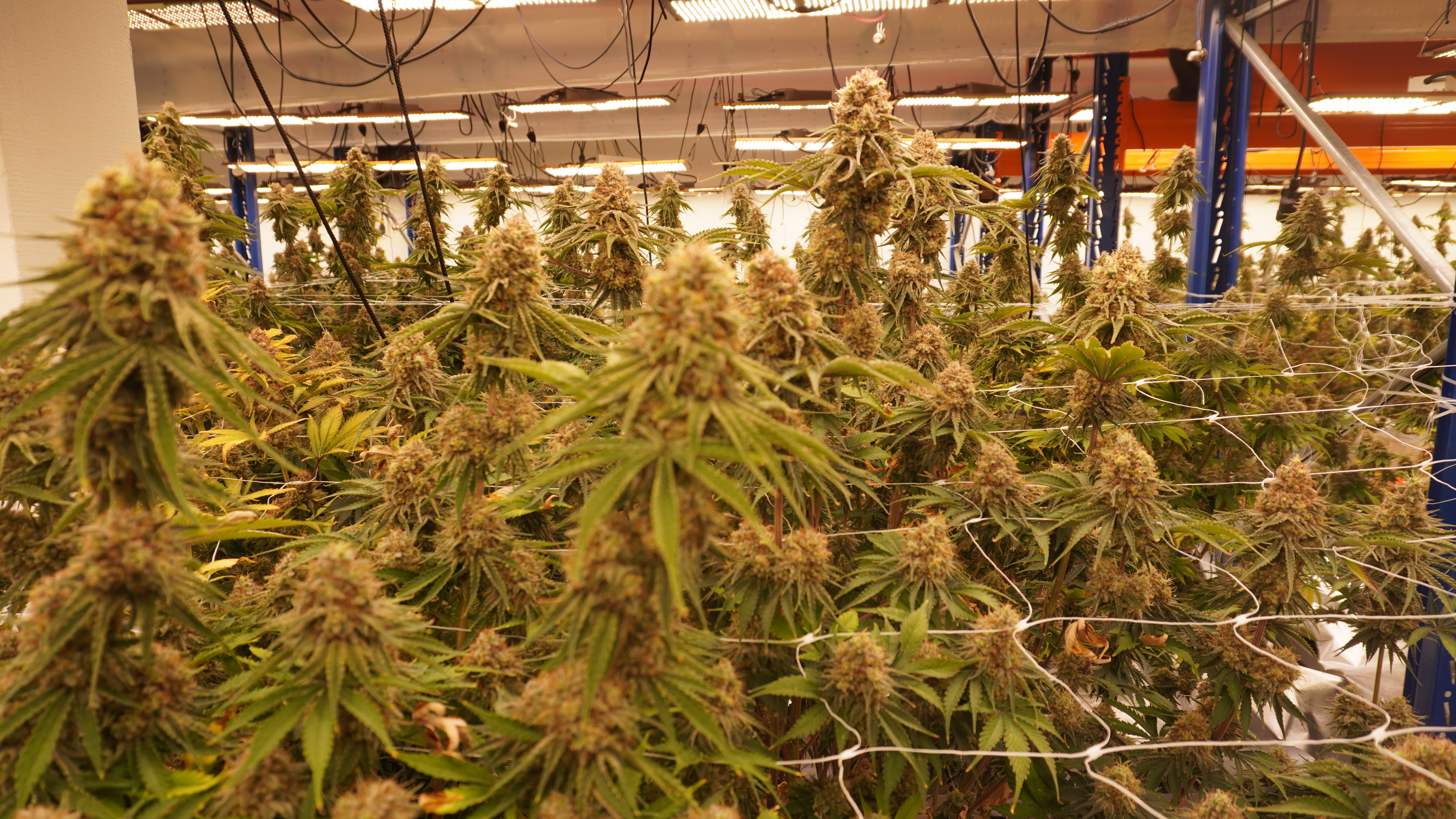 Květy konopí v indoor pěstírně