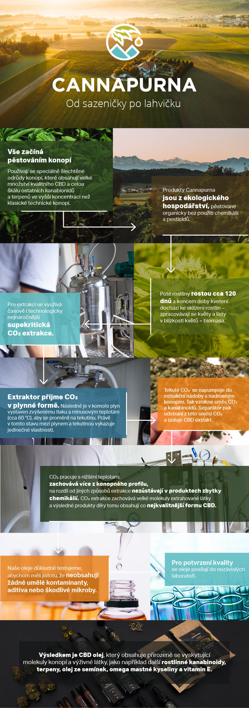 Infografika s procesem výroby CBD produktů Cannapurna