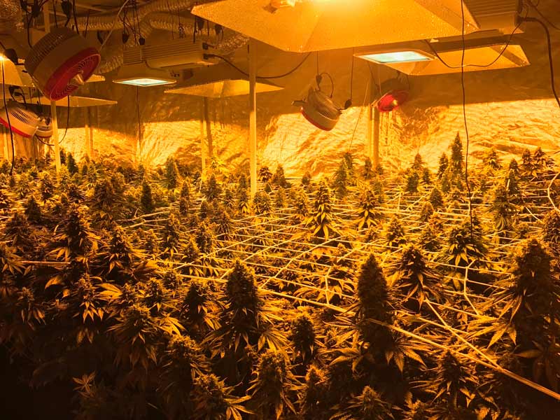 Konopí v indoor pěstírně s lampami a ventilátory