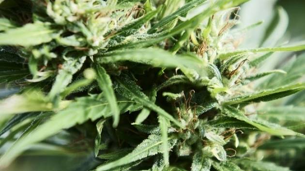 Návrh Pirátů na legalizaci marihuany