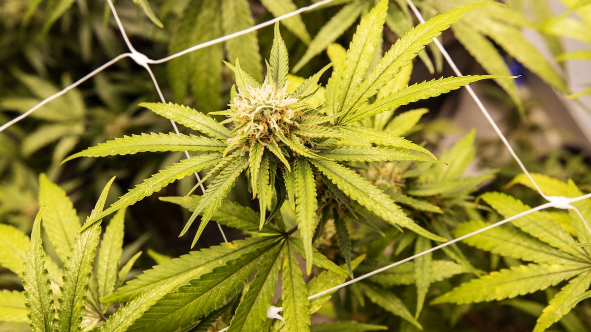Návrh na legalizaci pěstování konopí pro osobní potřebu