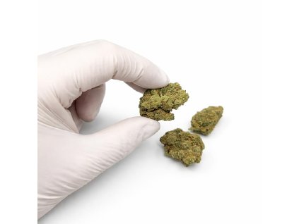 Amnesia Haze THC X Indoor konopný květ ruka