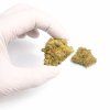 Amnesia Haze THC X | Indoor konopný květ
