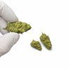 Forbideen fruit thc X ruka