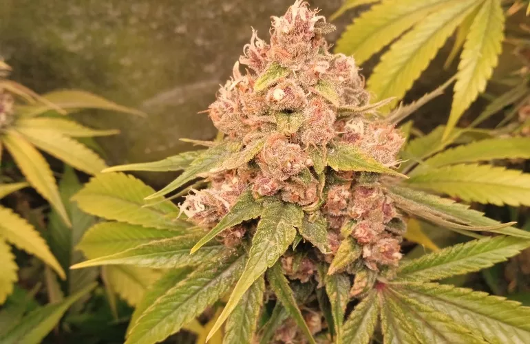 THCA and CBDA: Diverse and Complex