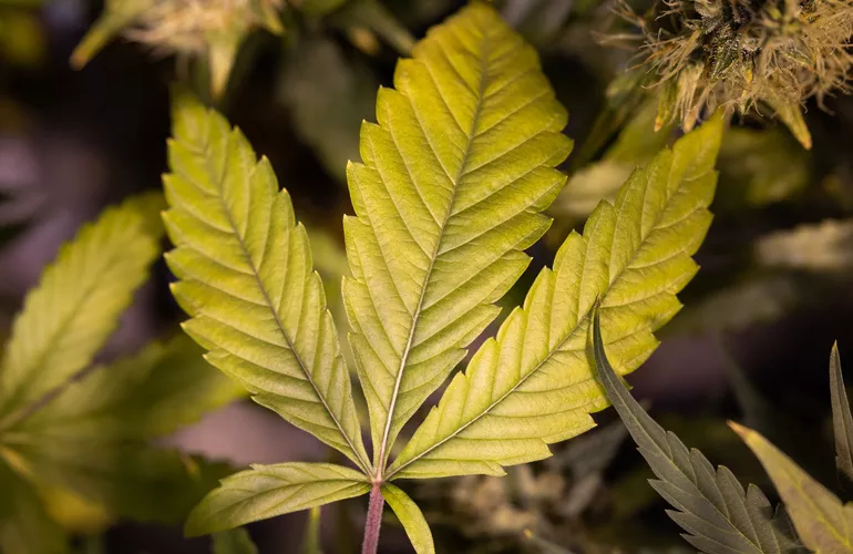 CBC: Mistr interakcí