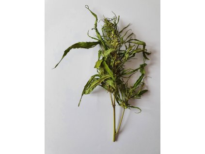 Finola 202 (paličky)