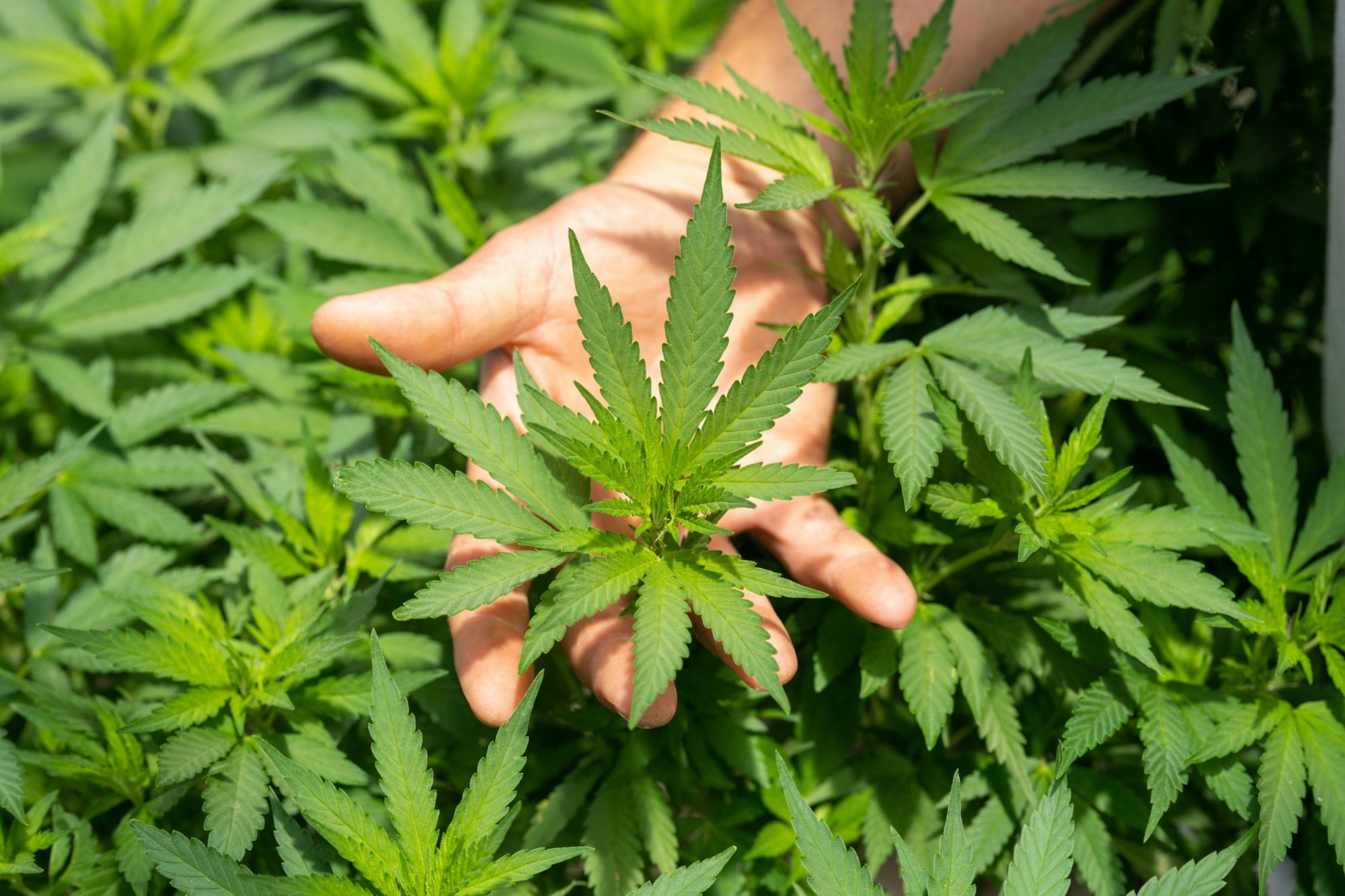 The History of Cannabis: From Ancient Civilizations to the Modern Era