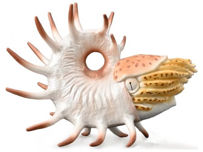 Collecta 88946 Cooperoceras