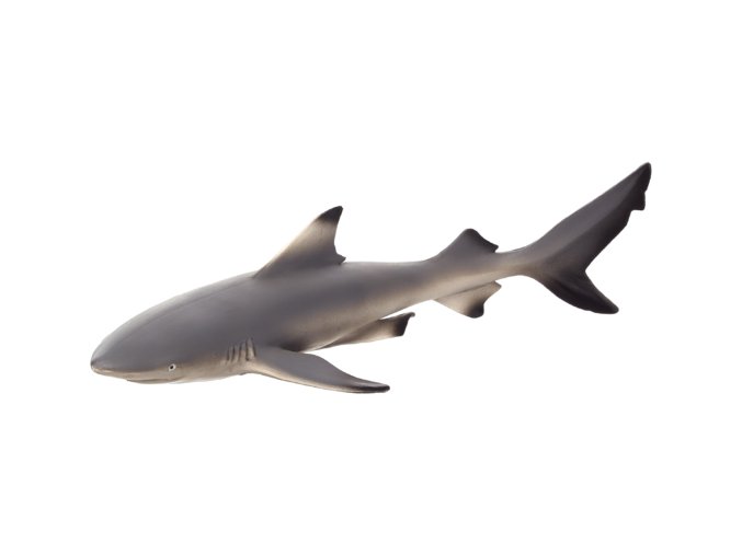 387357 Black Tip Reef Shark 540x238