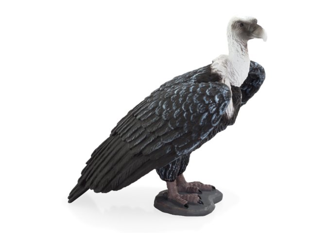 387165 GRIFFON VULTURE 540x500