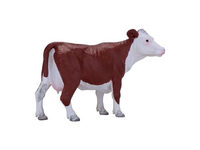 MJ381074 Hereford krava H