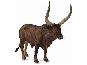Collecta 88648 Skot Watusi - býk