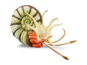 Collecta 88902 Pleuroceras amonit